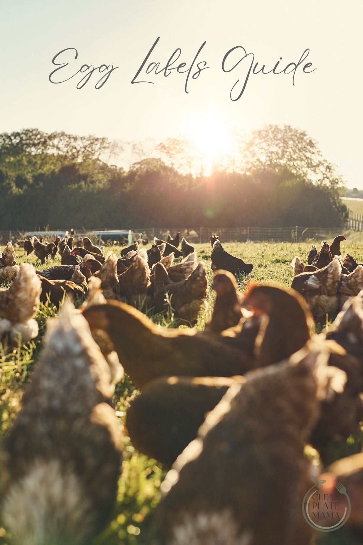 Hens roaming in pasture with text overlay "egg labels guide."